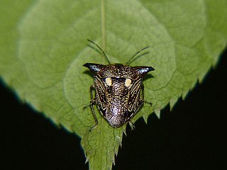 Alcimocoris japonensis