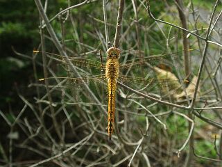 Pantala flavescens