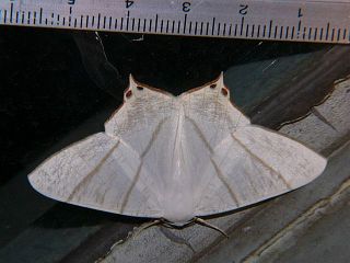 Ourapteryx nivea