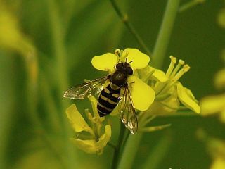 Betasyrphus serarius