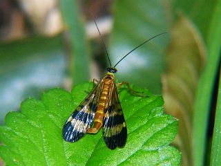 Panorpa japonica