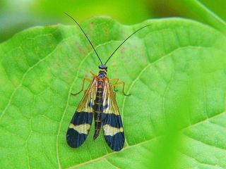 Panorpa japonica