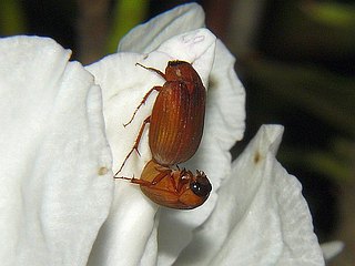 Nipponoserica pubiventris