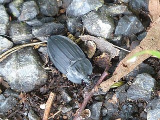 Necrophila japonica