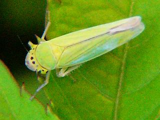 Cicadella viridis 