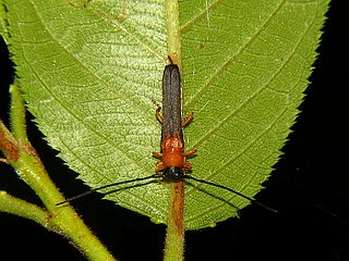 Oberea japonica