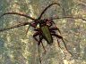 insect-image