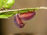 insect-image