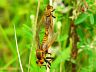 insect-image