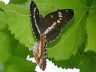 insect-image
