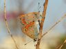 insect-image