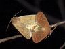 insect-image