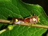 insect-image