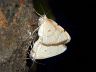 insect-image