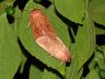 insect-image