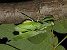 insect-image