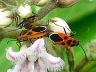 insect-image