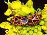 insect-image