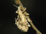 insect-image