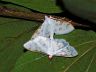 insect-image