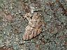 insect-image