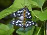 insect-image