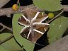 insect-image