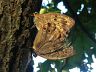 insect-image
