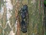insect-image