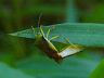 insect-image