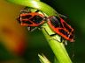 insect-image