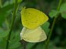 insect-image