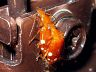 insect-image
