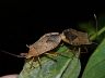 insect-image