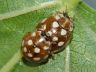 insect-image