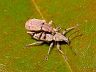 insect-image