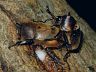 insect-image
