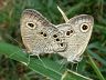 insect-image
