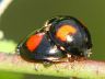 insect-image