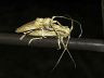 insect-image