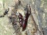 insect-image