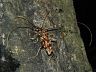 insect-image