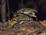 insect-image