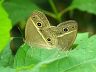 insect-image