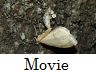 insect-image