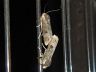 insect-image