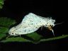 insect-image