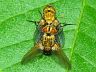 insect-image