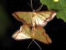 insect-image