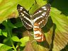 insect-image